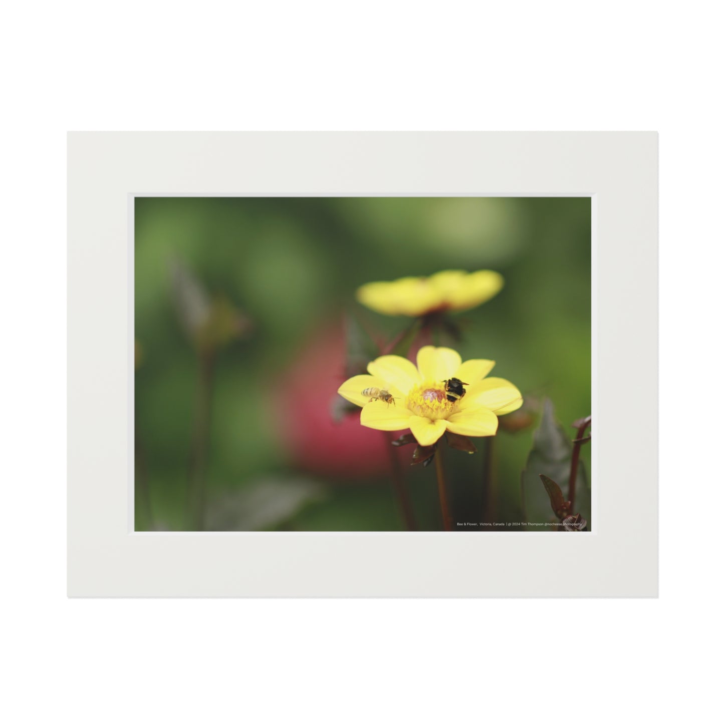 Art Print – Bee & Flower