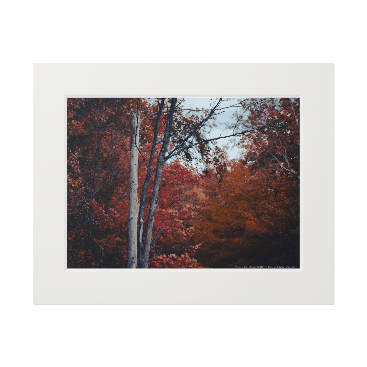 Art Print – Fall Colours