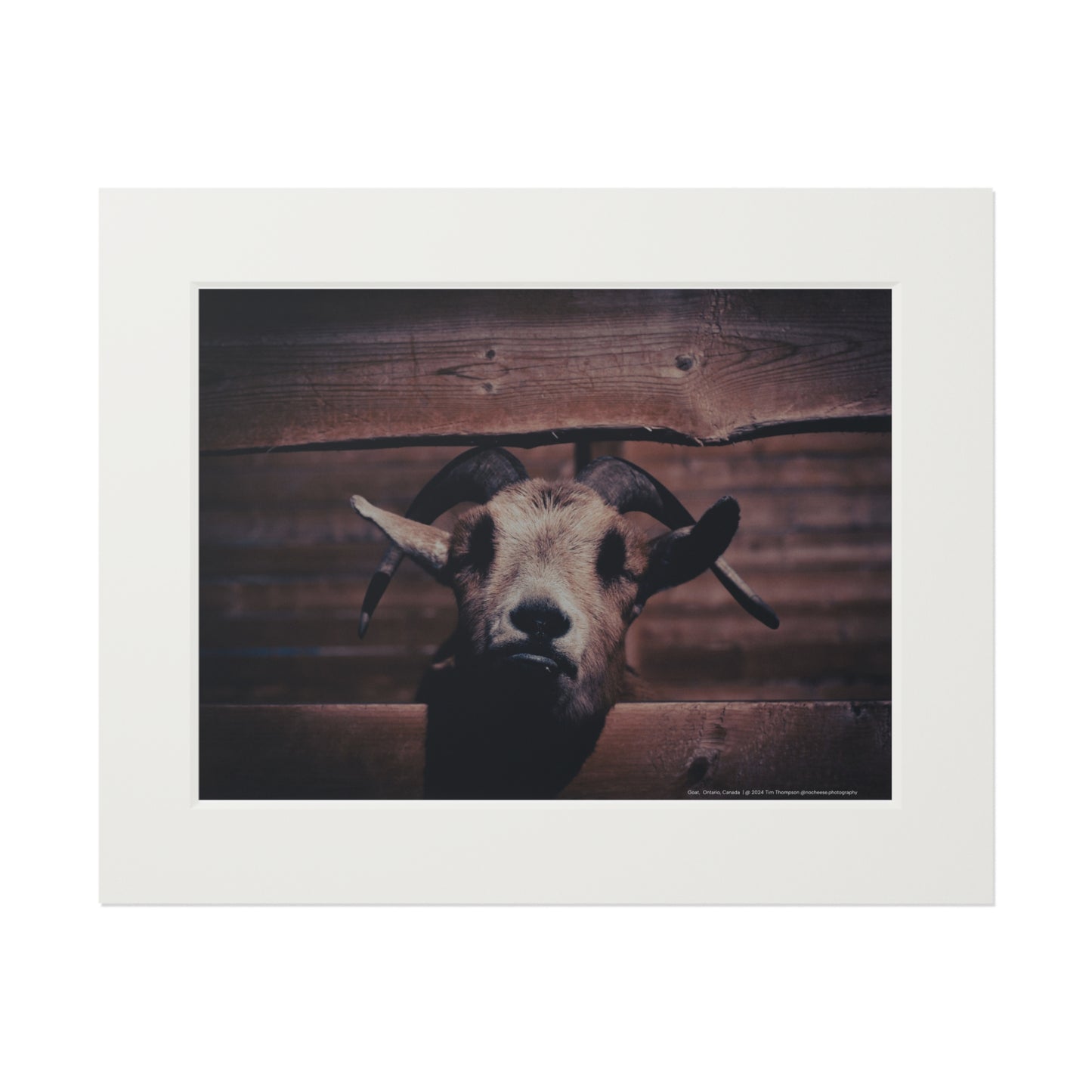 Art Print – Goat