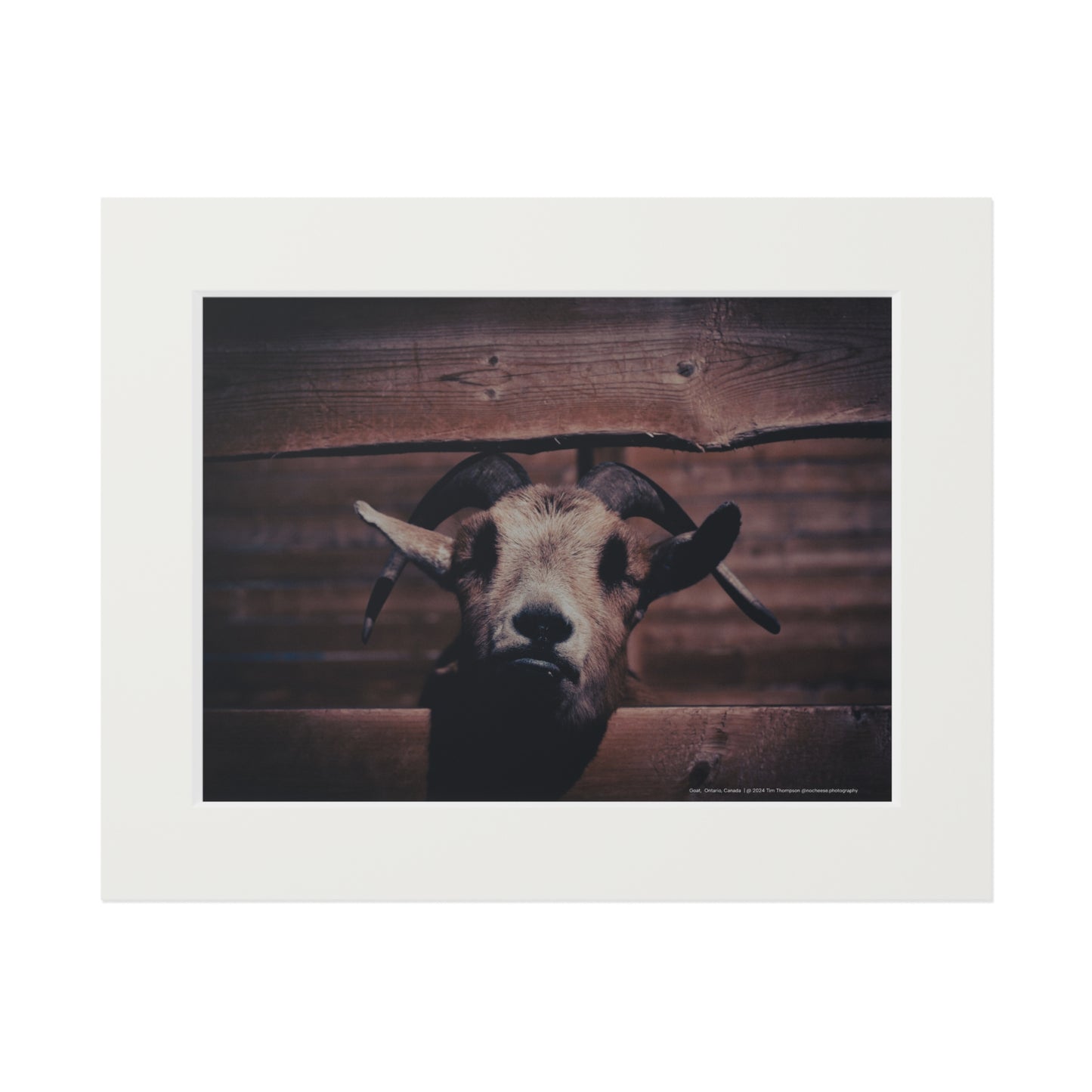 Art Print – Goat