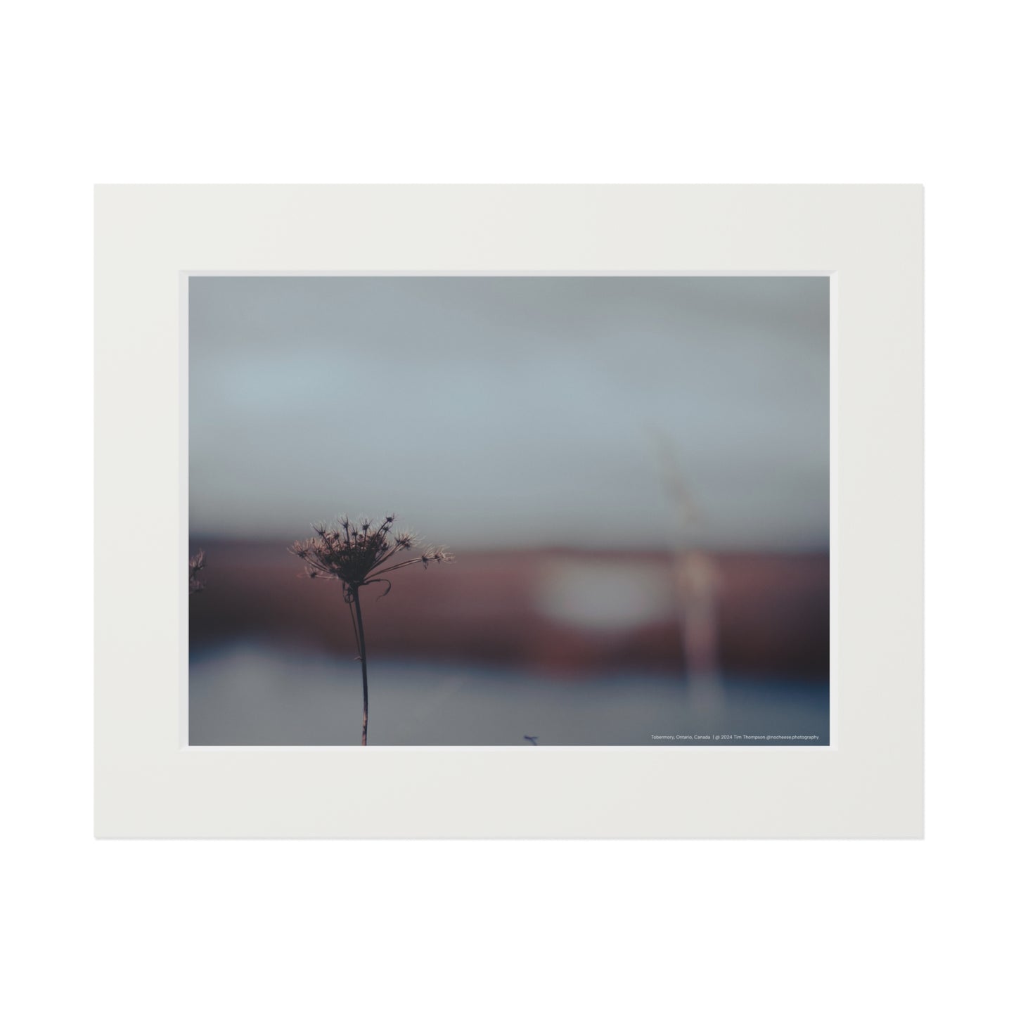 Art Print – Flower in Field