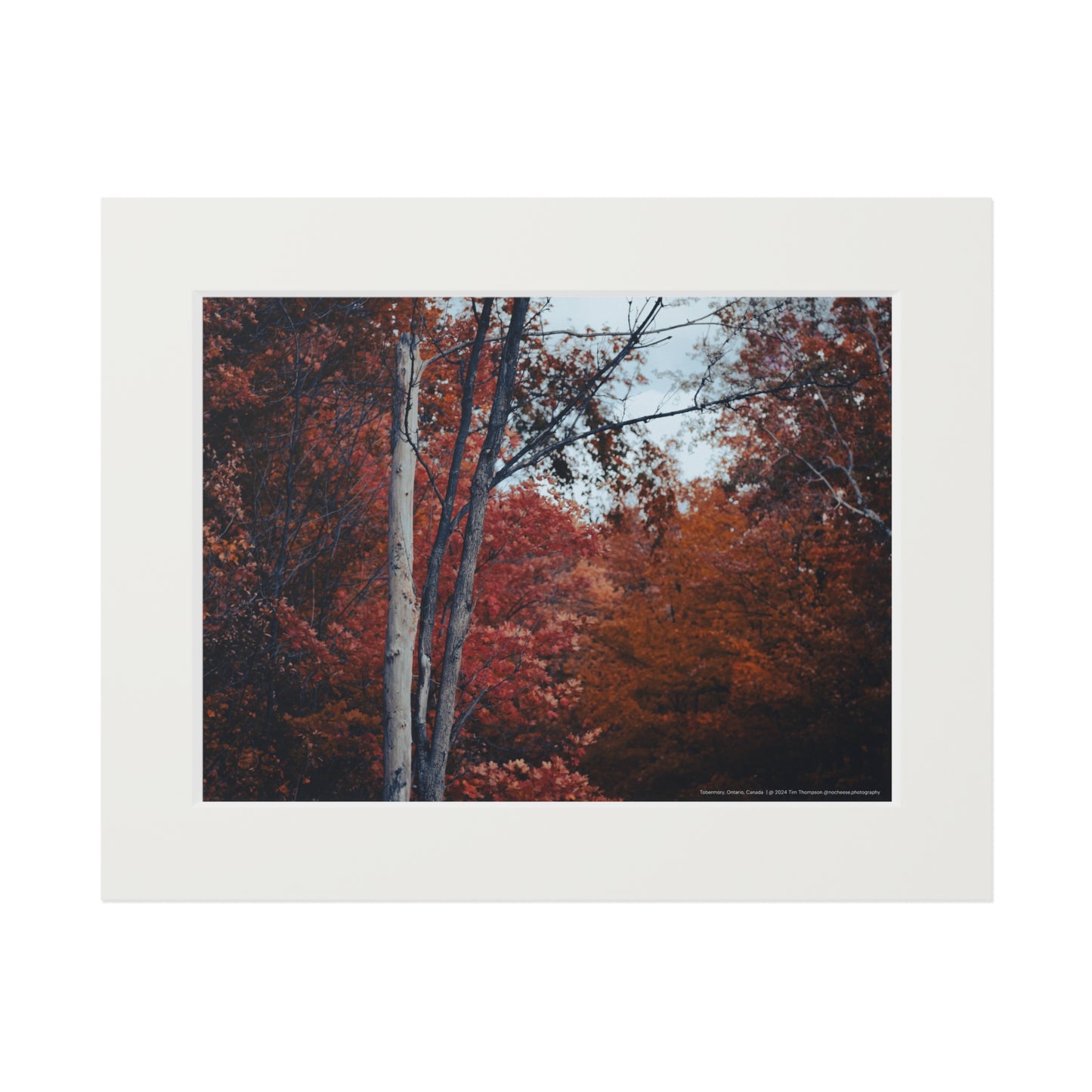 Art Print – Fall Colours