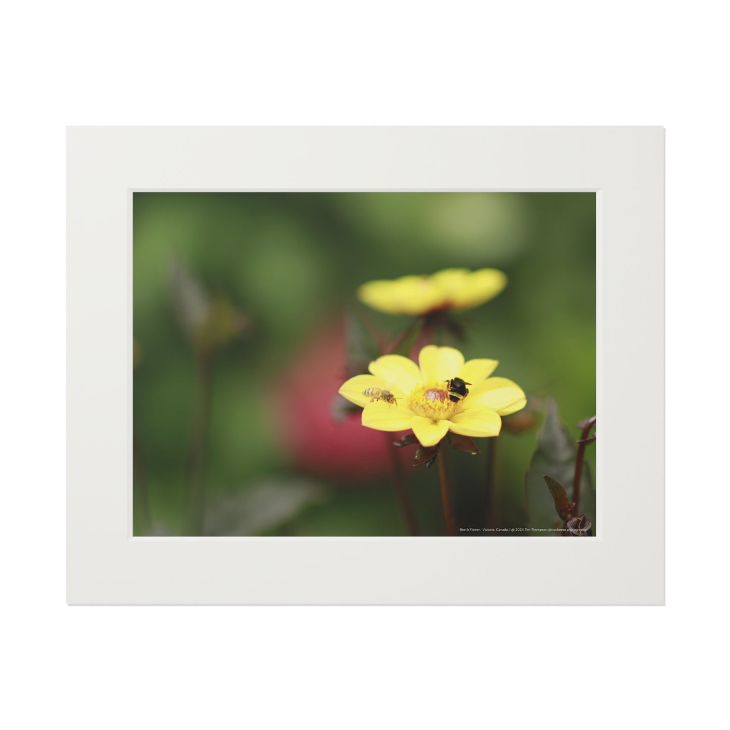 Art Print – Bee & Flower
