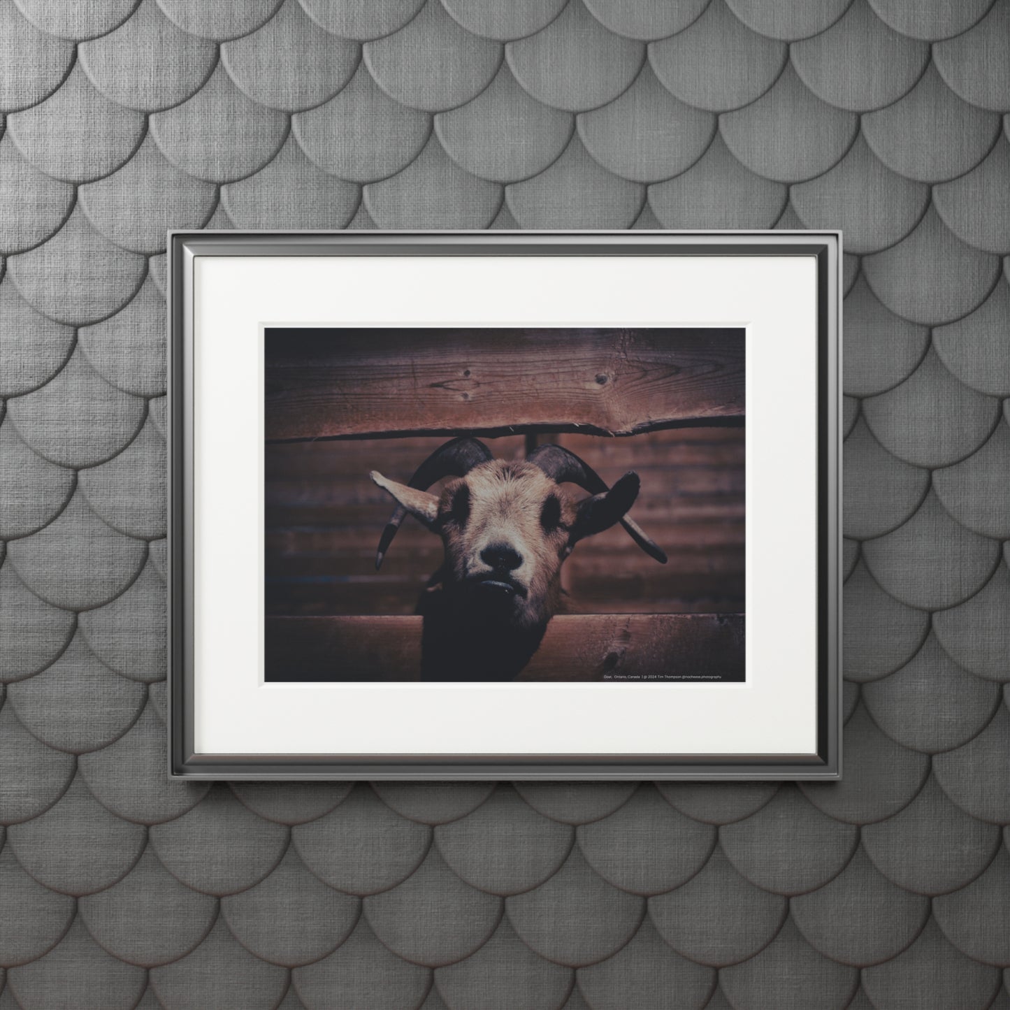 Art Print – Goat