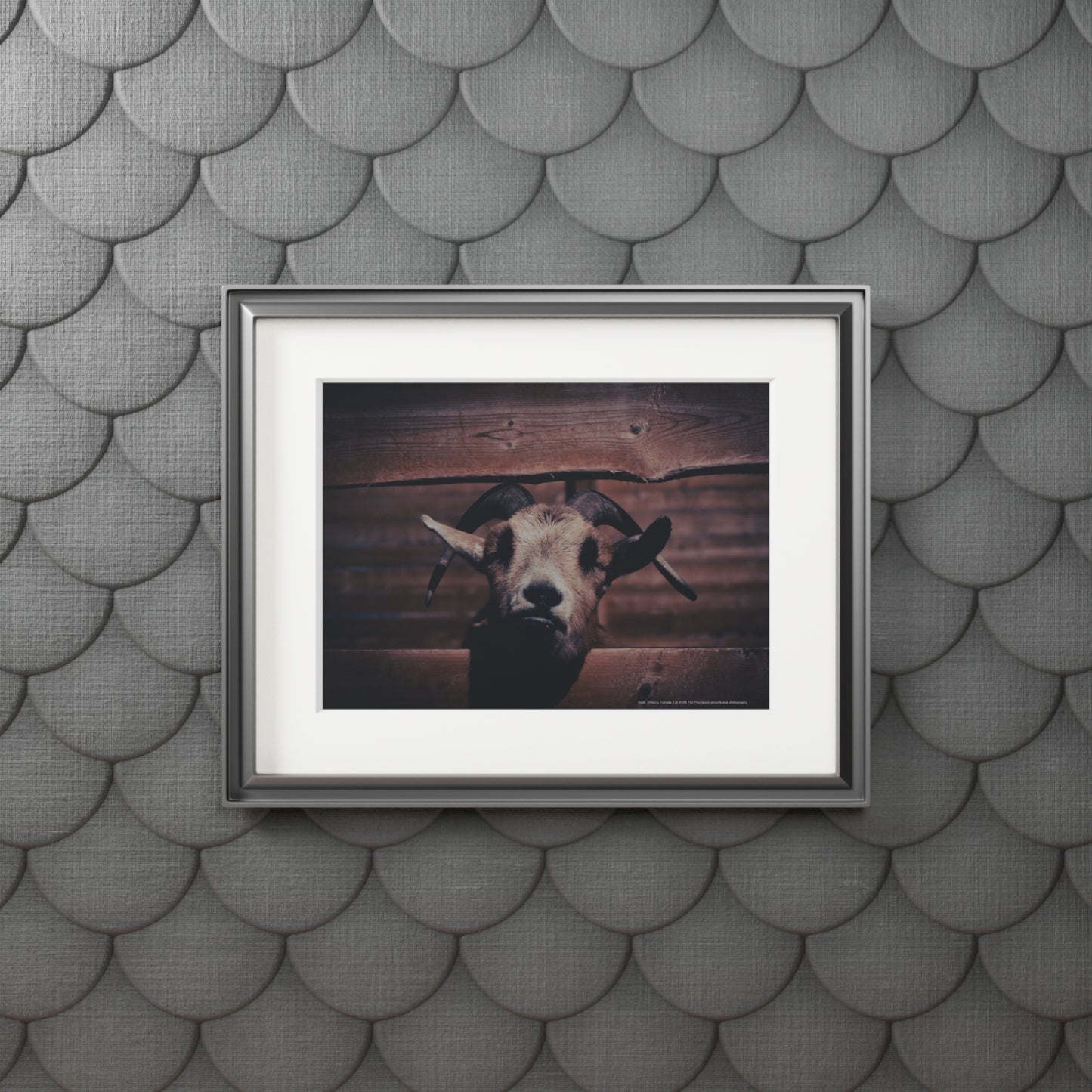 Art Print – Goat